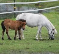 Für Shetty & Pony
